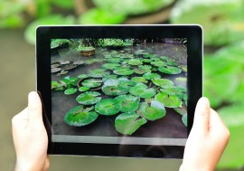 tablet computer showing waterlilies